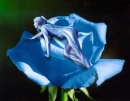 woman rose