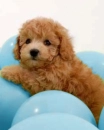 puppy