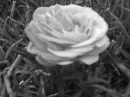 rose black