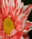 Pretty Claude Monet type flower