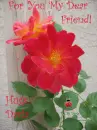 rose