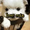 dog how cute