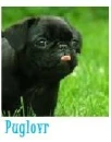 cute pug