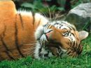 Tiger Love