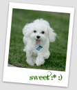 bichon