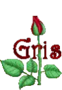 a bluming rose