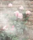 Kawaii
