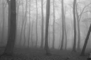 creepy woods