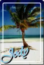 jody palm tree