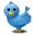 little bird