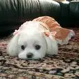 cute dog ^^