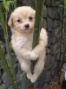 dog...climbing