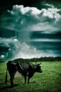 In the open meadow....