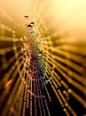 rainbow spiderweb