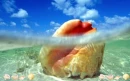 GIANT SEASHELL
