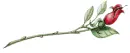 Stacy