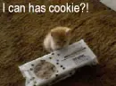 Lol cat
