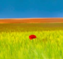 flower alone
