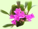 kwiaty flower