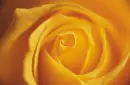 Yellow rose