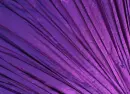 Purple Background