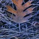 Frost on Leaf