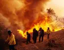 Forest Fire