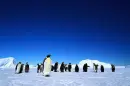 Penguins