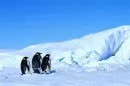Penguins