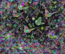 Insane Butterfly Melody