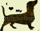 dapple daschund love