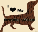 brindle daschund love