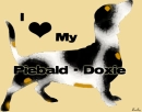 piebald daschund love