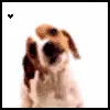 HAHA HE LOVES YOU!!