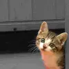 Kitten