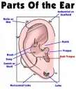 Parts of the ear