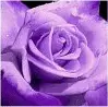Purple Rose
