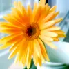 Orange Flower