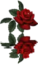 Rose Reflection