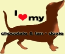 chocolate tan doxie love