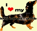 long haired doxie love