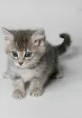 Cute Kitty