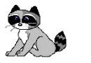cute raccoon