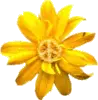peace yellow flower