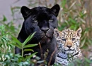 LEOPARDS