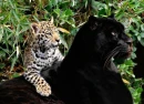 LEOPARDS2