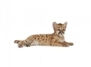 BABY LEOPARD