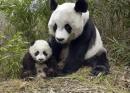 PANDAS