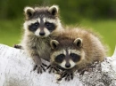 RACOONS