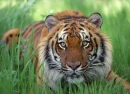 TIGER FACE